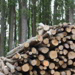 Ricavare energia dalle biomasse